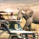 uganda-wildlife-safari-and-chimpanzee-trekking-experience