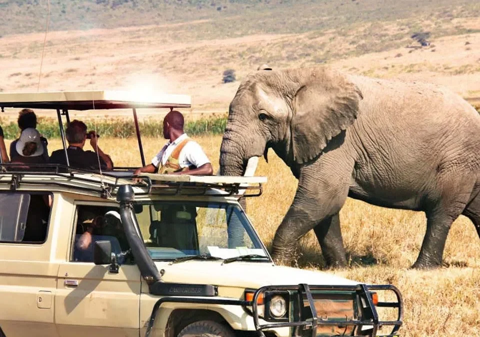 uganda-wildlife-safari-and-chimpanzee-trekking-experience