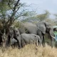 top-adventure-safaris-in-uganda