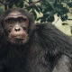 rwanda-and-uganda-safari-adventures-for-primates