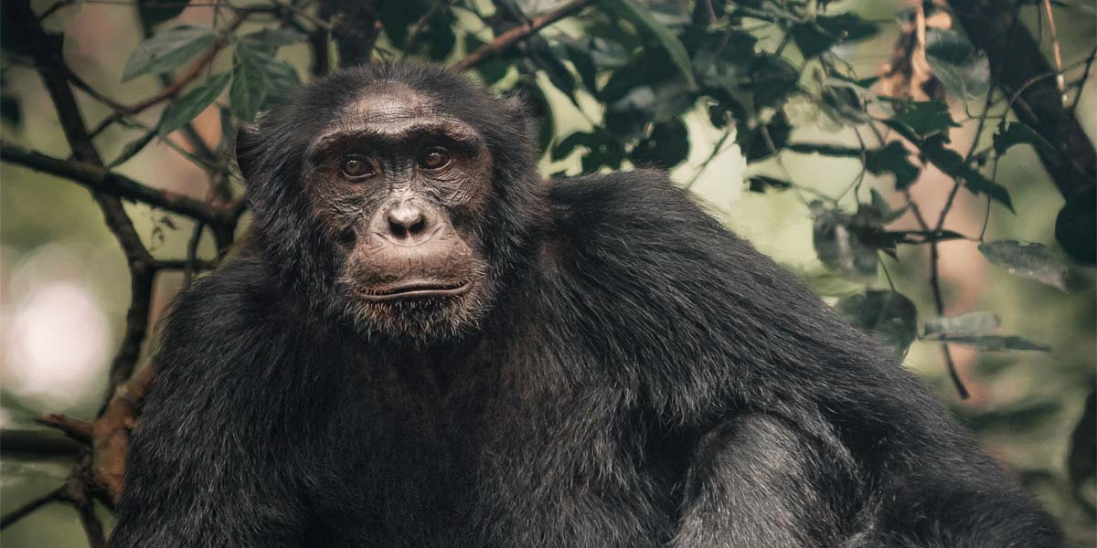 rwanda-and-uganda-safari-adventures-for-primates