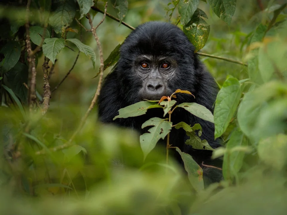 ultimate-gorilla-trekking-guide-in-uganda