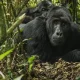 gorilla-trekking-and-golden-monkey-tours-in-rwanda-and-uganda