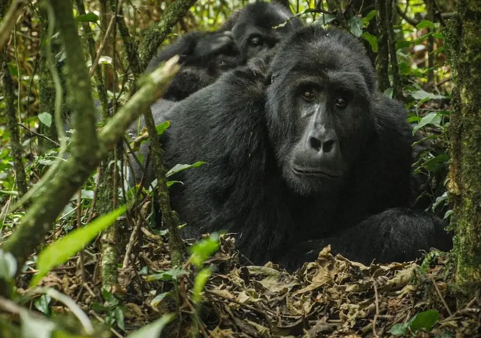 gorilla-trekking-and-golden-monkey-tours-in-rwanda-and-uganda