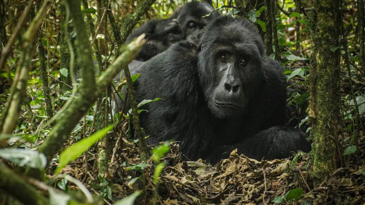 gorilla-trekking-and-golden-monkey-tours-in-rwanda-and-uganda