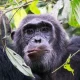 where-to-do-chimpanzee-tracking-in-uganda