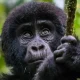 cheapest-way-to-see-gorillas-in-africa