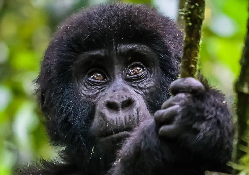 cheapest-way-to-see-gorillas-in-africa