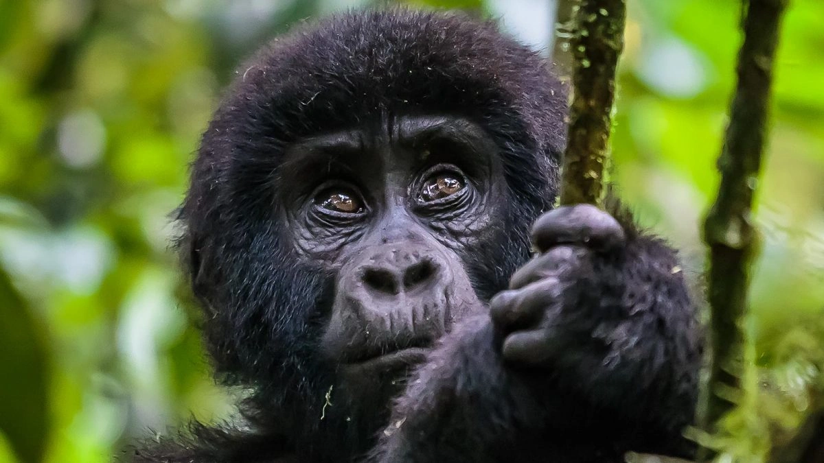 cheapest-way-to-see-gorillas-in-africa