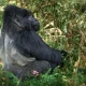 kigali-to-bwindi-gorilla-trekking-safari-full-itinerary-guide