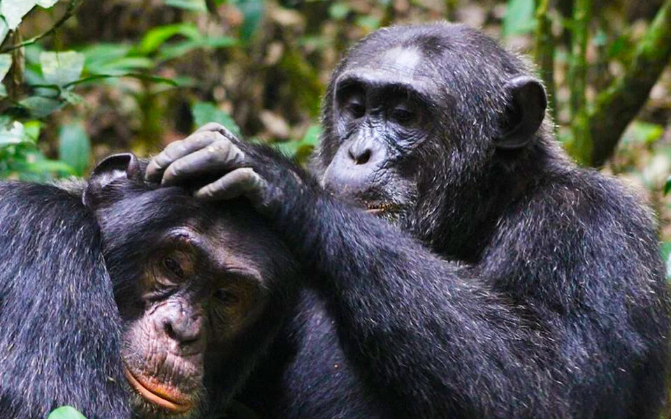 kibale-forest-chimpanzee-trekking