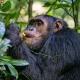 luxury-uganda-chimpanzee-and-wildlife-safari-packages