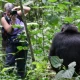 chimpanzee-habituation-experience-in-kibale-national-park