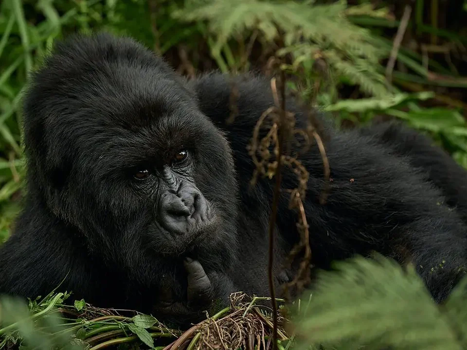 save-700-on-gorilla-permits-trek-uganda-from-kigali