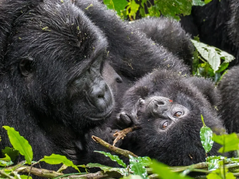 gorilla-trekking-with-kids-age-limits-and-family-tips