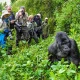 rwanda-and-uganda-gorilla-trekking-combined-tours