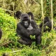short-gorilla-safaris-starting-from-rwanda