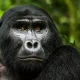 chimpanzee-and-gorilla-tracking-permits-in-uganda