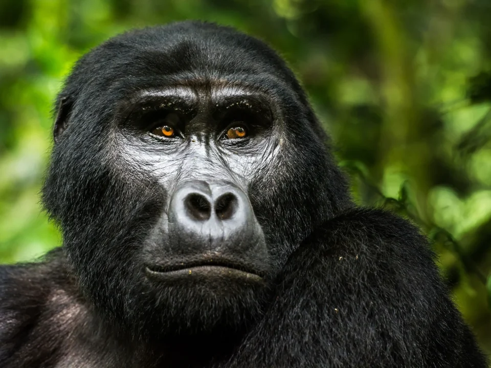 chimpanzee-and-gorilla-tracking-permits-in-uganda