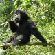 mountain-gorilla-tracking-permits-for-mgahinga
