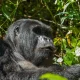 10-things-nobody-tells-you-before-gorilla-trekking-in-africa