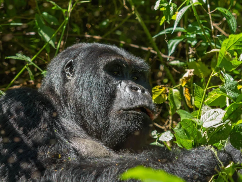 10-things-nobody-tells-you-before-gorilla-trekking-in-africa