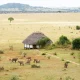how-many-days-do-you-need-for-a-uganda-safari