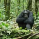 chimpanzee-and-gorilla-tours-in-uganda