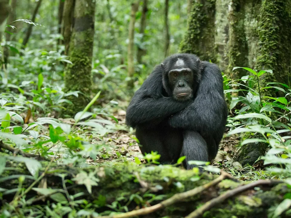 chimpanzee-and-gorilla-tours-in-uganda