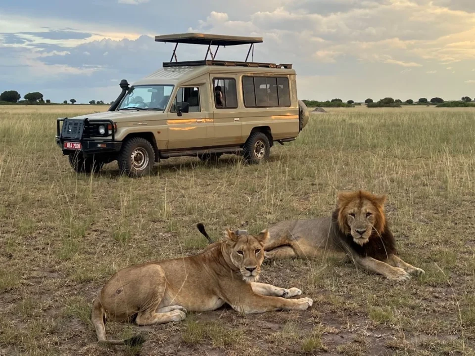 best-uganda-safaris-for-first-time-african-travelers