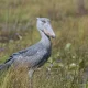 top-birding-safari-destinations-in-uganda