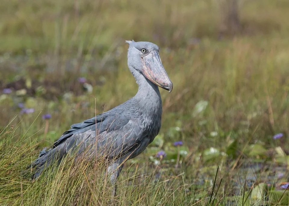 top-birding-safari-destinations-in-uganda