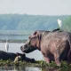 top-adventure-activities-in-murchison-falls-national-park
