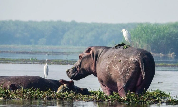 top-adventure-activities-in-murchison-falls-national-park