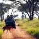 uganda-wildlife-safaris-with-big-five-game-drives