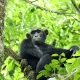 how-many-chimpanzees-are-in-kyambura-gorge