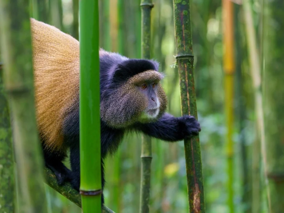 golden-monkeys-in-rwanda-volcanoes-national-park