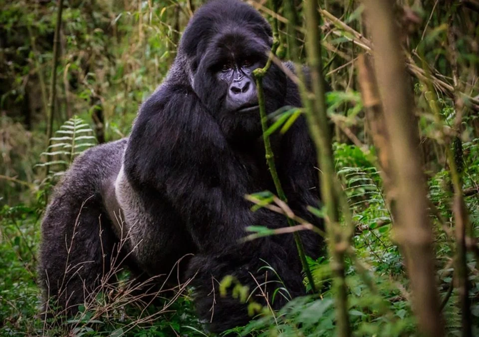 starting-uganda-tour-from-rwanda-with-gorillas