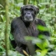 uganda-gorilla-and-chimpanzee-safari