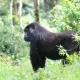 2-day-gorilla-trekking-in-uganda