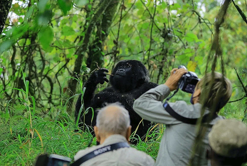 2-days-bwindi-gorilla-trek