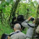 2-days-bwindi-gorilla-trek