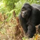 kigali-to-uganda-for-gorilla-trekking-in-uganda