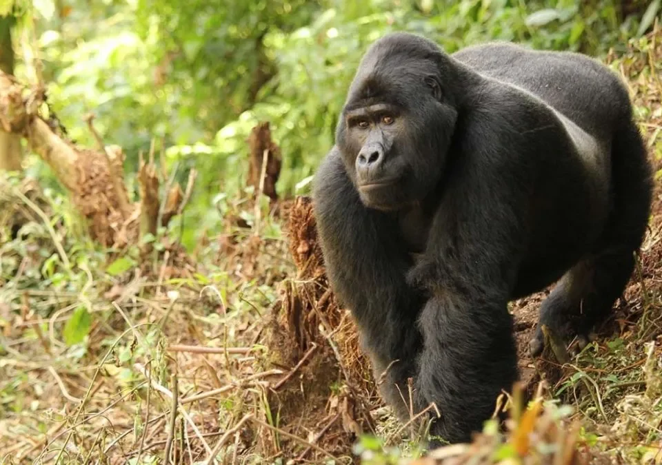 kigali-to-uganda-for-gorilla-trekking-in-uganda