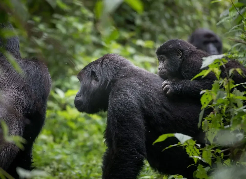 gorilla-trekking-for-families-in-bwindi