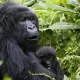 2-days-gorilla-trekking-in-mgahinga-park-via-kigali