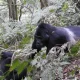 1-day-bwindi-gorilla-trek