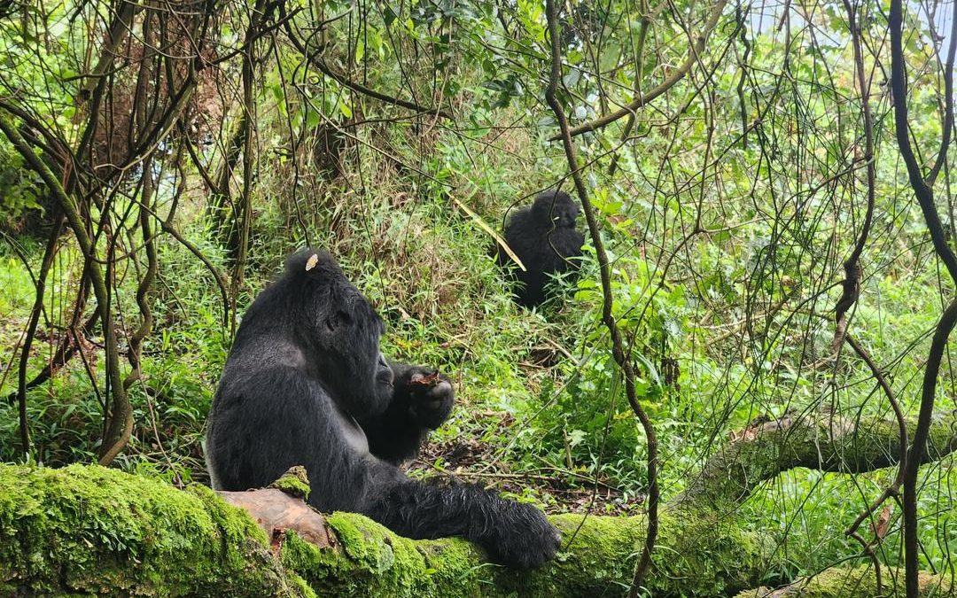 gorilla-trekking-holidays-from-kigali