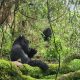 gorilla-trekking-holidays-from-kigali