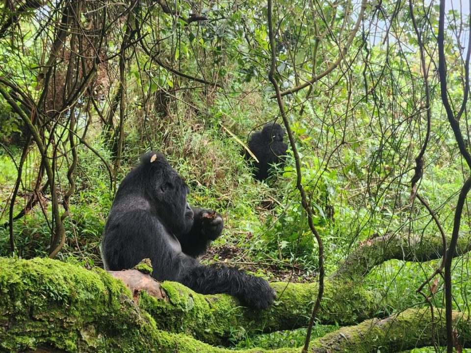 gorilla-trekking-holidays-from-kigali